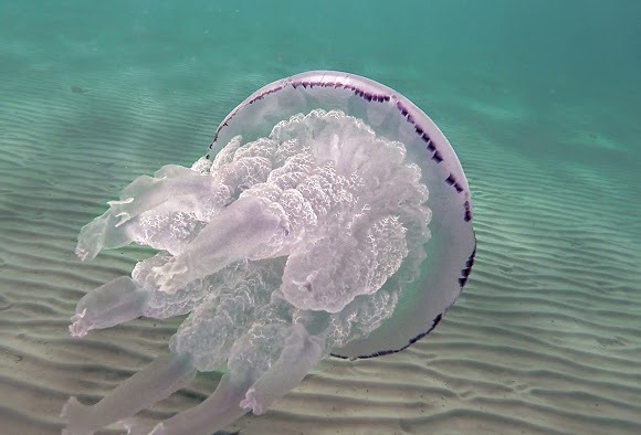 Types of jellyfish most commonly found in UK waters. #3