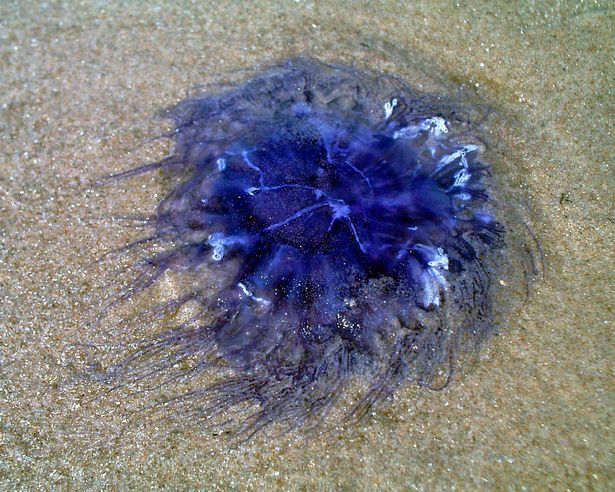 Types of jellies most commonly found in UK waters. #8