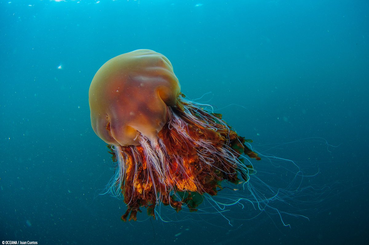 Types of jellyfish most commonly found in UK waters. #2