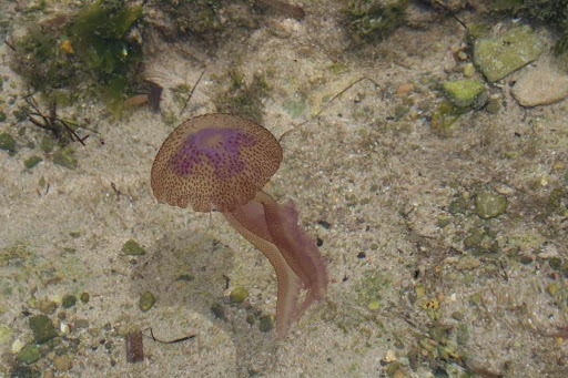 Types of jellyfish most commonly found in UK waters. #7