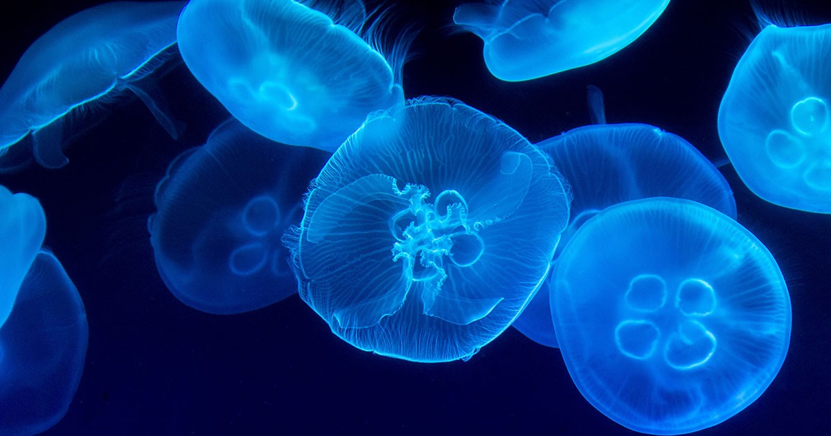 Types of jellyfish most commonly found in UK waters.