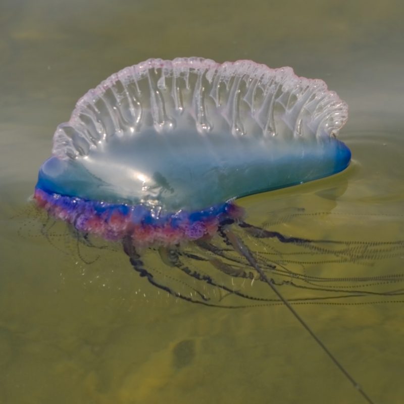 Types of jellyfish most commonly found in UK waters. #9