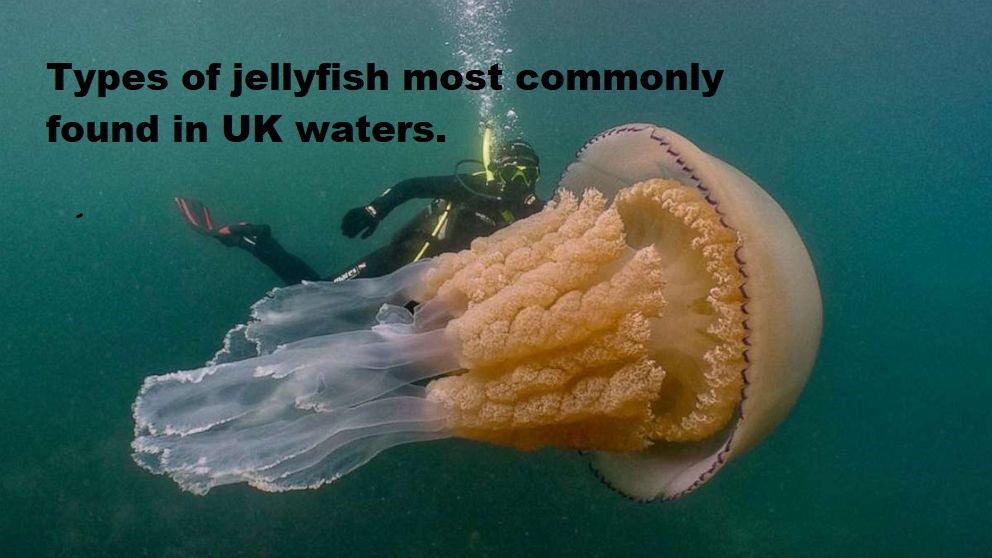 Types Of Jellyfish Most Commonly Found In Uk Waters North Coast Wetsuits