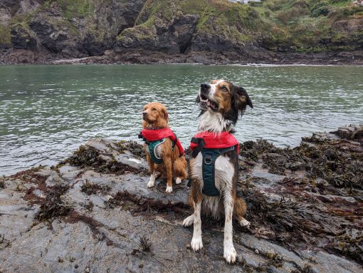 dog life jacket buoyancy aid