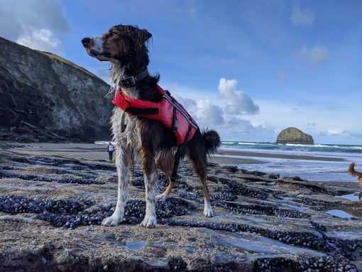 dog life jacket buoyancy aid