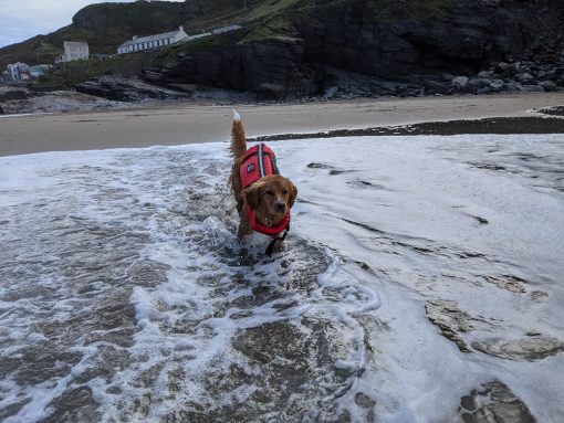 dog life jacket buoyancy aid